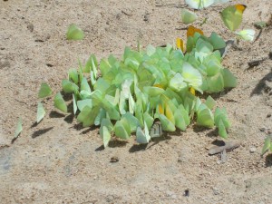 Amazzonia, farfalle